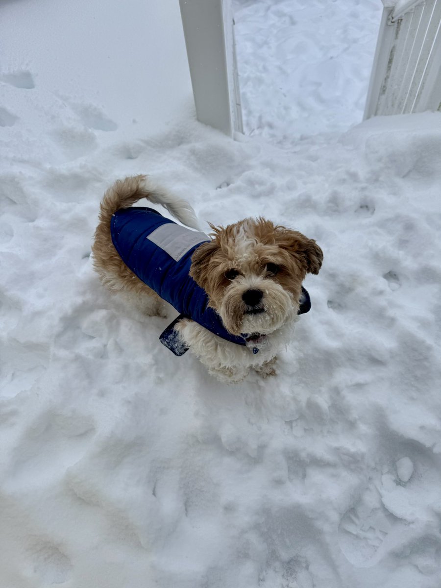 EricaYelland's tweet photo. #SnowDay magic is in full effect ❄️ https://t.co/uByhcoKz3V