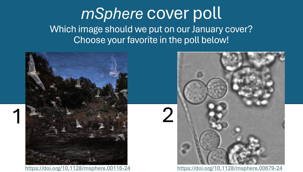 Help us choose our January cover of #mSphere in the poll below!