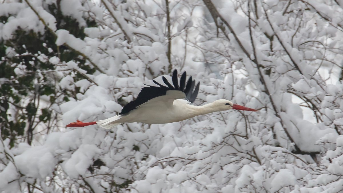 Winterzählung des #Weissstorch: Immer mehr Weissstörche bleiben im #Winter in der #Schweiz. Am Wochenende fand die Winter-Storchenzählung statt. In der #Zentralschweiz wurden dabei knapp 50 Störche gezählt, vor allem rund um den #Baldeggersee und am #Sempachersee. © Fritz Sigg
