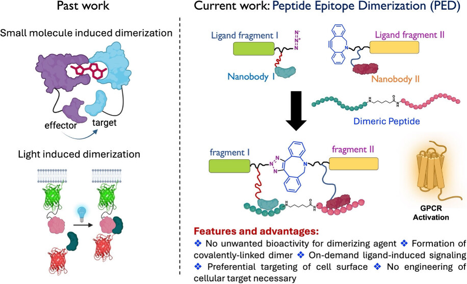 JACS Au (@jacs_au) on Twitter photo Nanobody-driven peptide epitope dimerization enables on-demand GPCR activation with precise spatiotemporal control. Nanobody-based template delivery enhances dimerization efficiency. #GPCR #NanobodyEngineering <a href="/rche54/">Ross Cheloha</a> <a href="/shubhra_js/">Shubhra Jyoti Saha</a>
Read the paper 👉 go.acs.org/c7v Nanobody-driven peptide epitope dimerization enables on-demand GPCR activation with precise spatiotemporal control. Nanobody-based template delivery enhances dimerization efficiency. #GPCR #NanobodyEngineering <a href="/rche54/">Ross Cheloha</a> <a href="/shubhra_js/">Shubhra Jyoti Saha</a>
Read the paper 👉 go.acs.org/c7v
