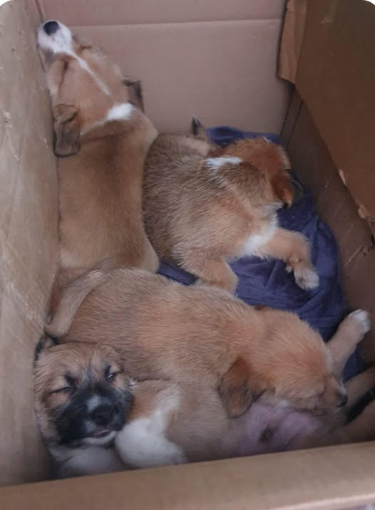 yolanda schultes tweet media