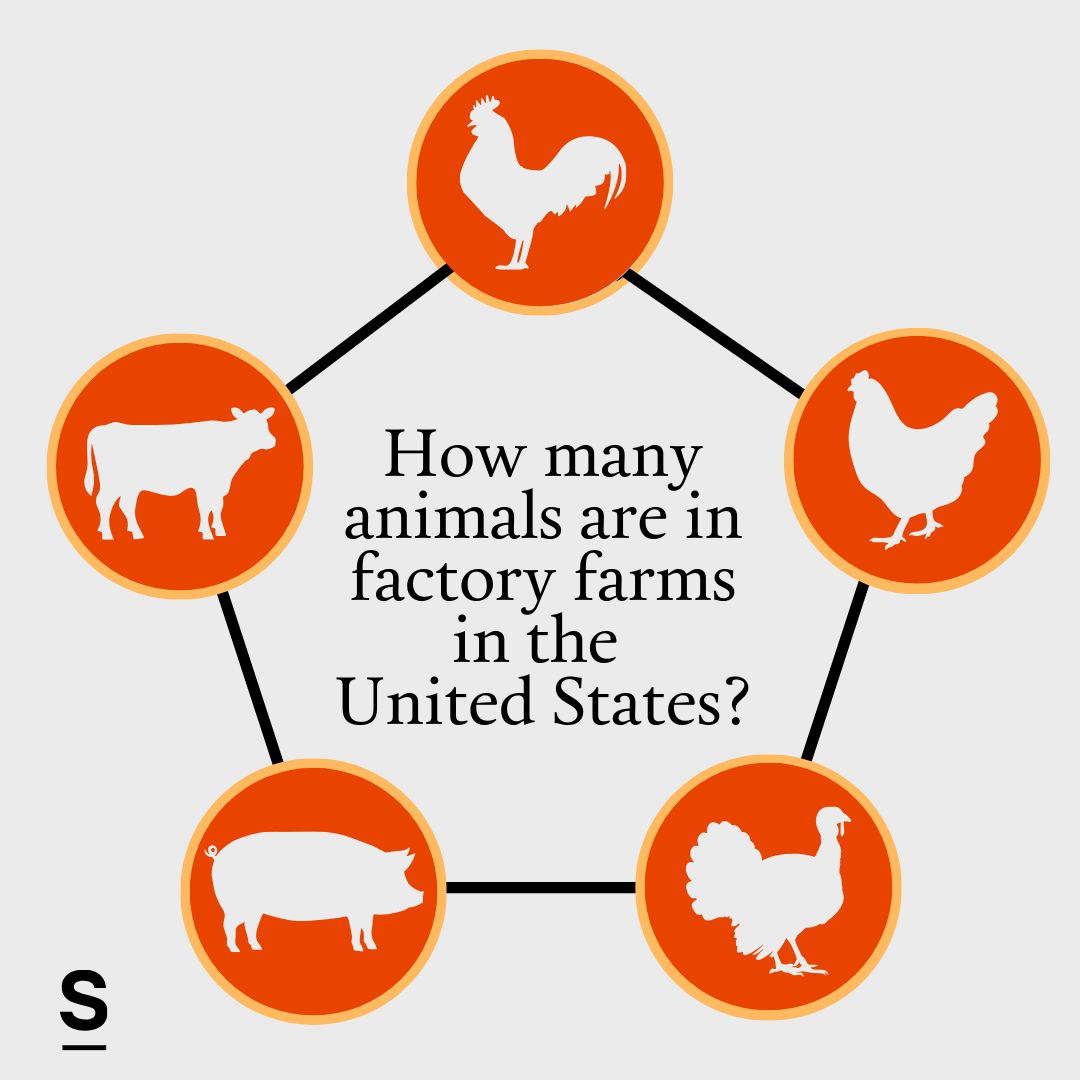 Nearly all livestock animals in the U.S. are factory-farmed.

In fact, it’s estimated that three-quarters of land livestock, including cows, chickens and pigs, are factory-farmed. That means that at any given time, around 23 billion animals are on these farms. 🧵