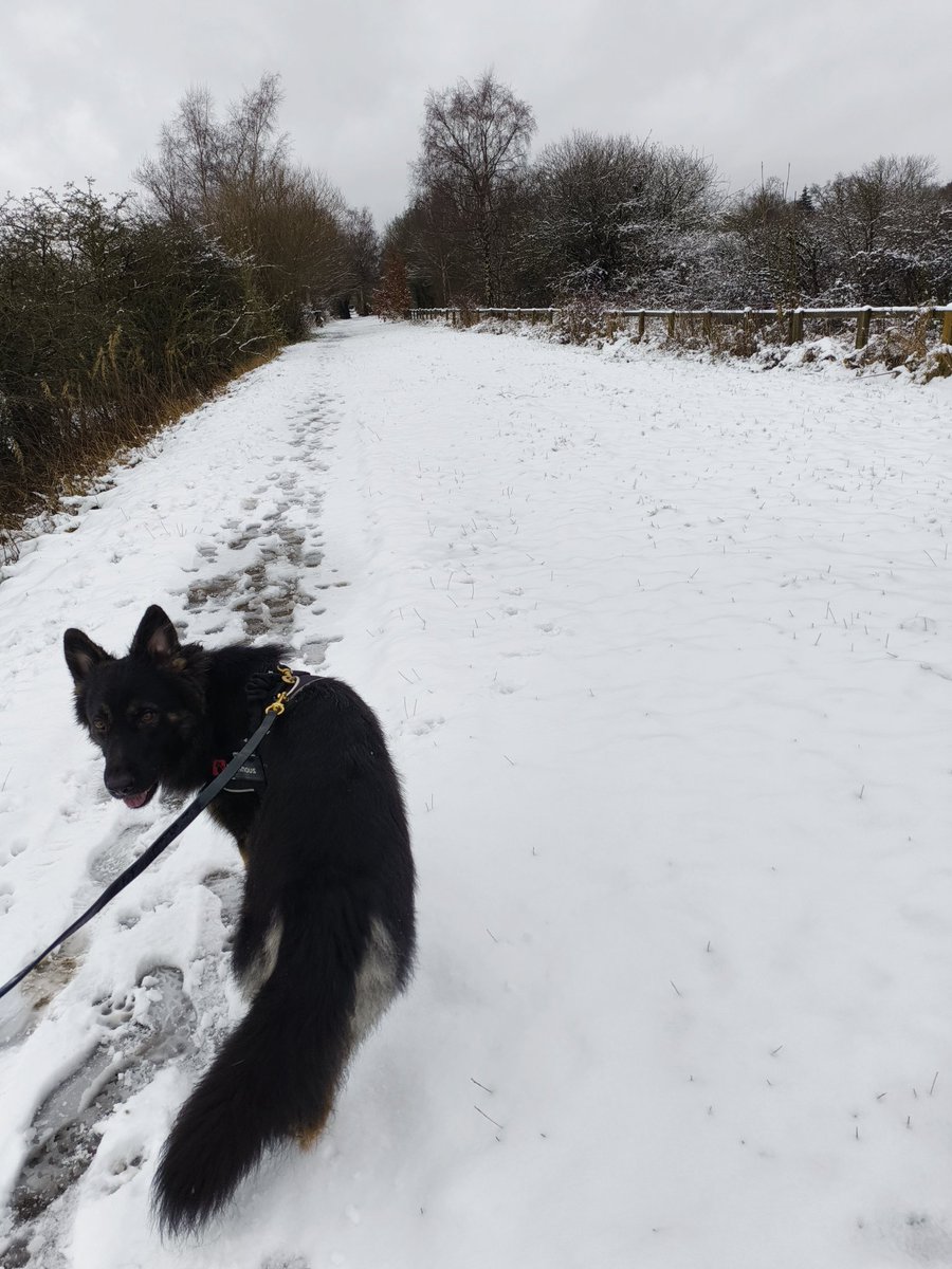 ADBdogwalks's tweet photo. Snowy walk today, we are out in all weather's, year round. #germanshepherd  #GSD #dogwalking #dogwalkingstockport https://t.co/134m3YCBVt