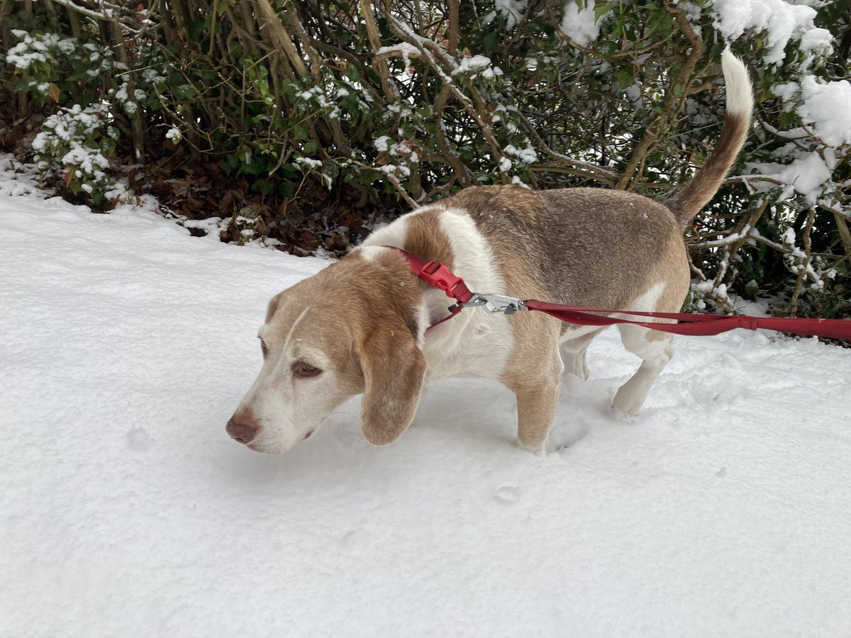 Snow sniffs ❄️  #beagle