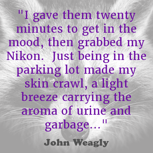 For our issue highlight today, we have <a href="/JohnWeagly/">John Weagly</a> and Ferocious Infidelity.
We love the atmosphere created in this piece, the engaging voice of the MC, the unexpected pivot. 
You'll absolutely want to read more.
trashcatlit.com/ferocious-infi…