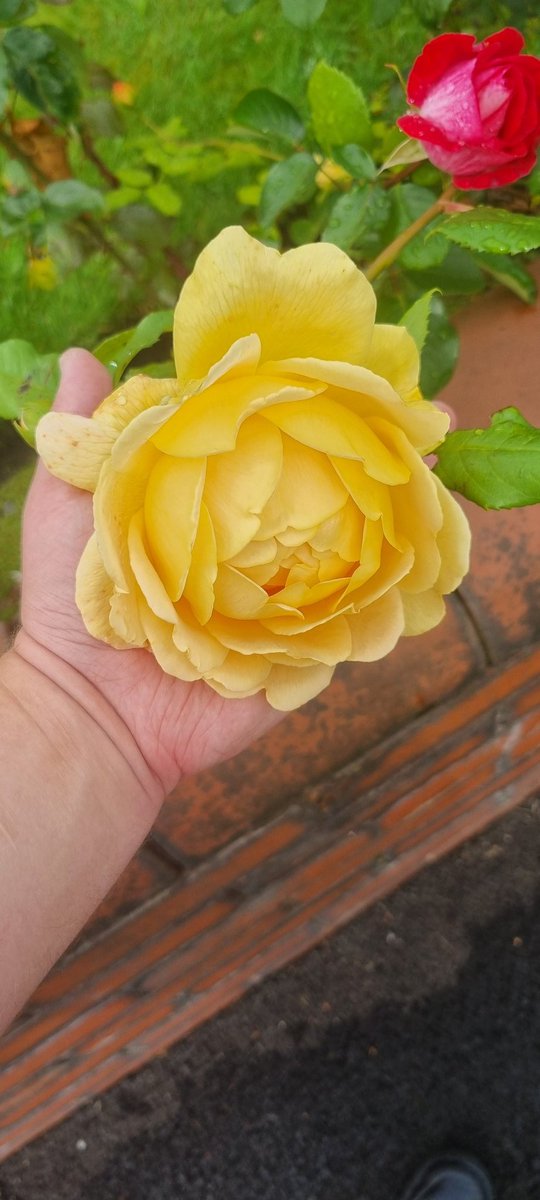 Just heard from my mum that my wonderful grandma died peacefully this morning, she was 86 and had the most wonderful love of learning new things.

It was a privilege to have been her grandson. Yellow roses were her fave - I will always think of her when I see them.