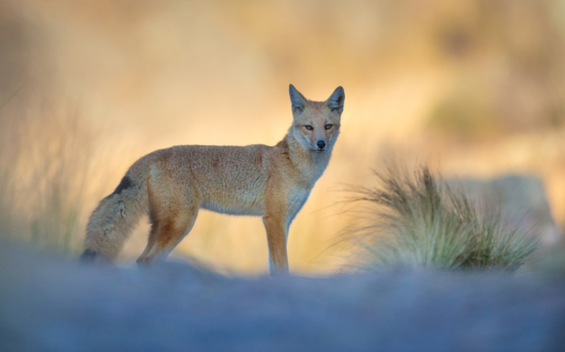 ElComodorense's tweet photo. #Chubut | Denunciaron la exhibición de cadáveres de pumas y zorros en la ruta 25

https://t.co/2QO7ggRSCj https://t.co/xKx5Z0b4n1