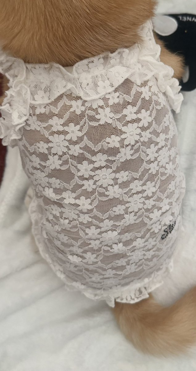 Mini_Tink_'s tweet image. It’s #chewneltuesday I’m twinning with my big sister in dresses we got for Christmas🐾 

#minitink #plushiesoftwitter #dogsoftwitter #chewnel