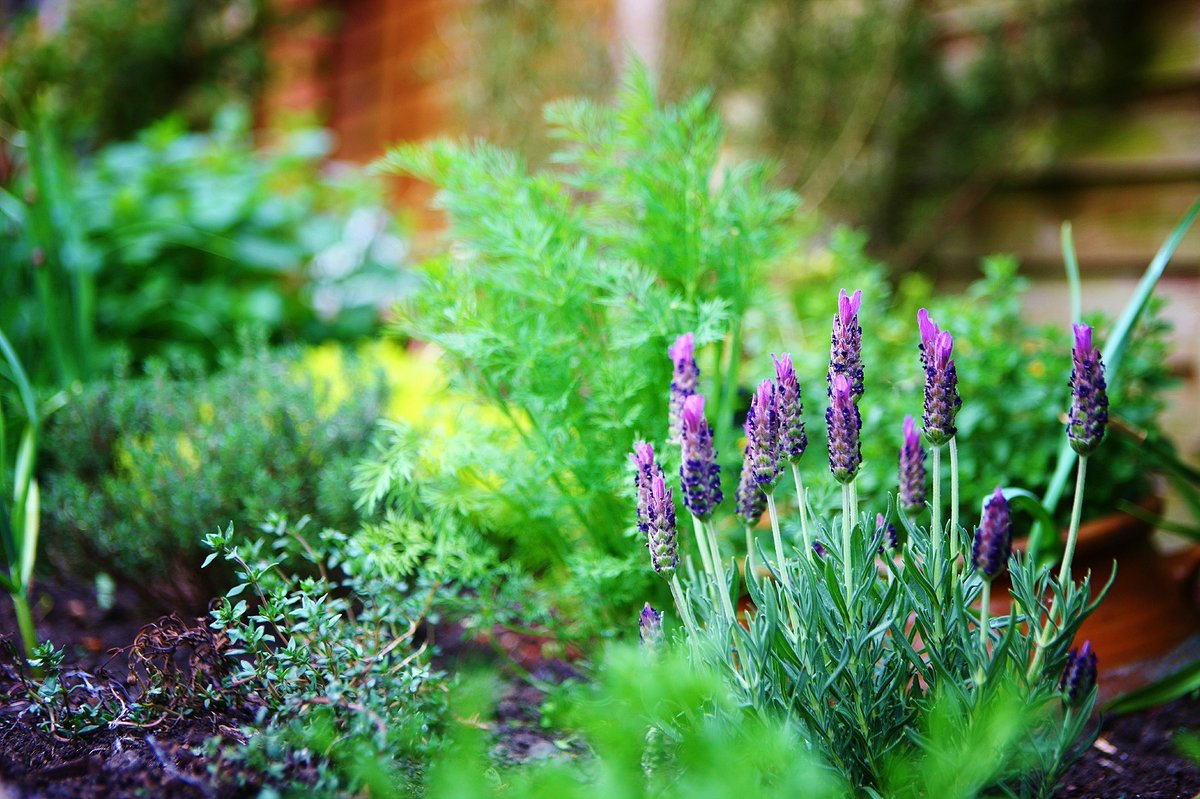 ilove11WL's tweet photo. #GotFog? get diffusing with lavender, eucalyptus & pine needle essential oils, colloidal silver internally & a little nicotine patch 🙏 https://t.co/LzuFOr2PAh