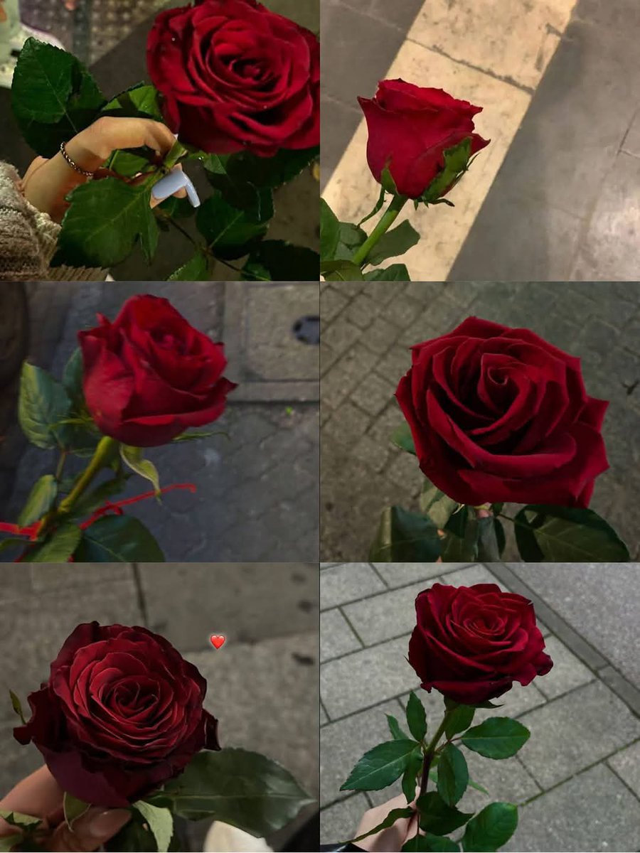 الورد الجوري يأثر قلبي دائماً 🥀
𝑹𝒆𝒅 𝒇𝒍𝒐𝒘𝒆𝒓𝒔 𝒘𝒊𝒏𝒔 𝒎𝒚 𝒉𝒆𝒂𝒓𝒕.♥️♥️