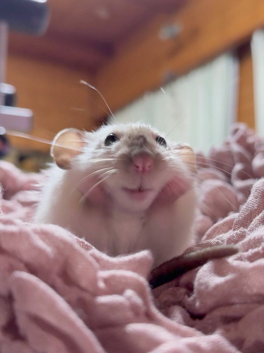 夢見るネズミ４点セット🐭