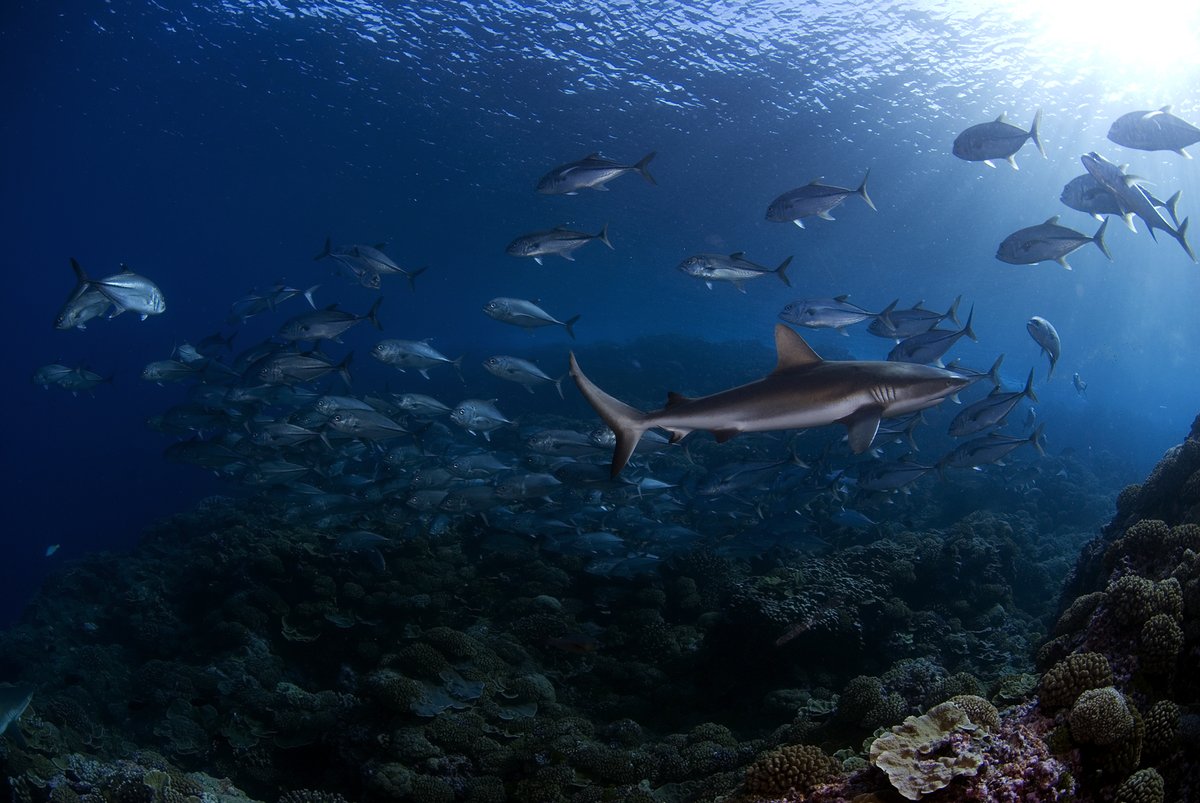 Coral reefs harbor more biodiversity than any other ocean ecosystem, provide food security for millions of people, and protect our shores from devastating tropical storms. If we are to preserve them and all the benefits they provide, we need to give them space. 🪸