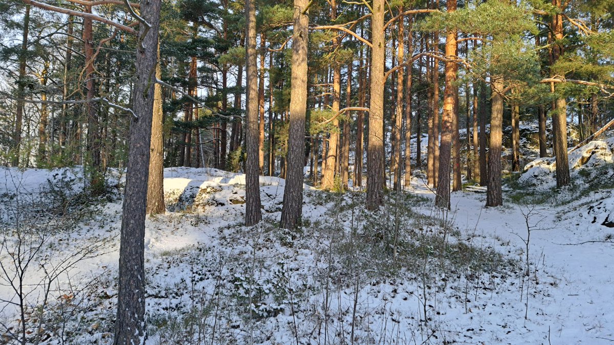 Linnasmäki PreO-Sprint ja #sisäsuunnistus 26.1.

kunnonsuunta.fi/linnasmaki-sis…

#trailo #tarkkuussuunnistus 

Kuvassa PreO-Sprintin maastoa.