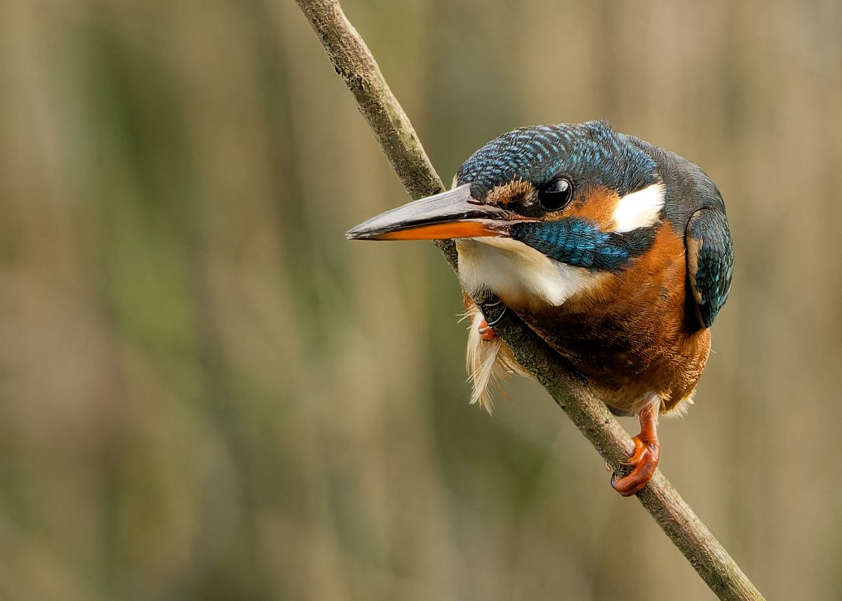 Crouching tiger.
2024.12.30 Female Kingfisher perturbed by nearby male, #StAidans <a href="/RSPBAireValley/">RSPB Fairburn Ings and RSPB St Aidan’s</a>, Leeds.
#fsprintmonday
<a href="/Natures_Voice/">RSPB</a>
<a href="/NatureUK/">NatureUK</a>
<a href="/ThePhotoHour/">#ThePhotoHour</a> #WildlifePhotography
#BBCWildlifePOTD
#ethicsbeforeimages
<a href="/UKNikon/">Nikon UK & Ireland</a> 500+#Sigma600+crop