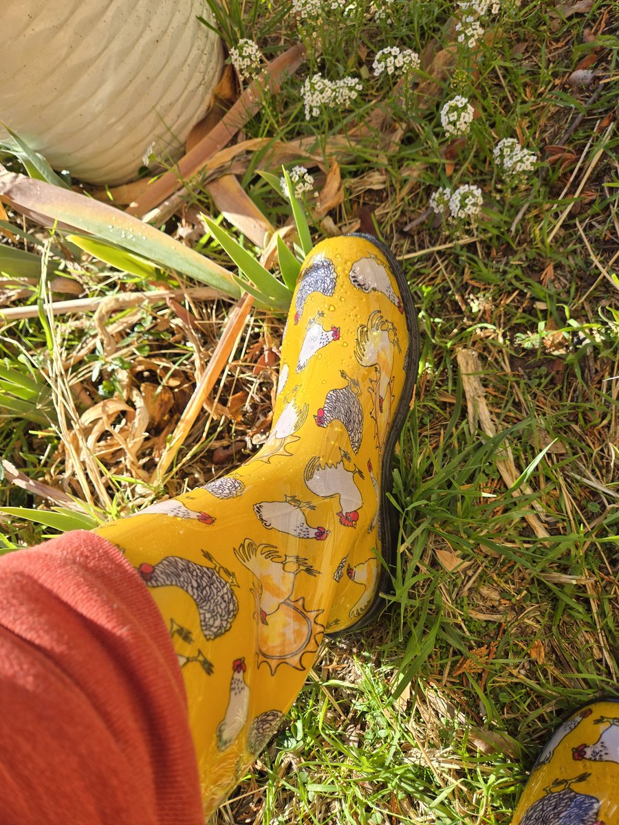 Letitiamay31's tweet photo. Won these from @Sloggers_ thru Instagram. I did post it and then my account was suspended.  So I wanted to post here because these boots are way cute and comfty. #sloggersboots #sloggers https://t.co/0PzKd07cd6
