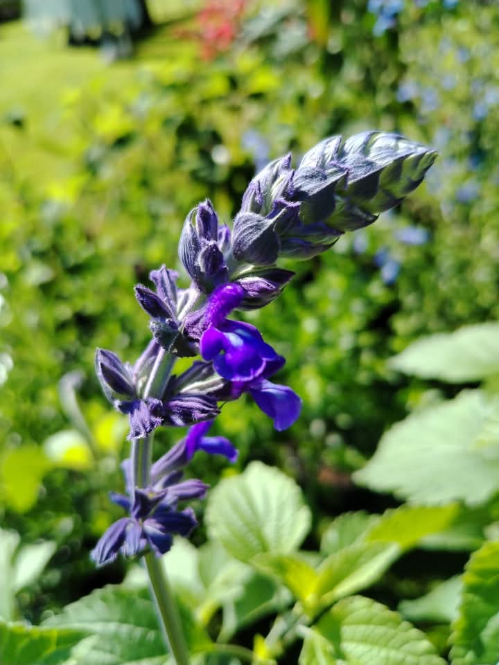 Happy New Year!

We're delighted to let you know that full details of our fantastic 2025 programme of 13 specialist plant fairs are now available at our website at rareplantfair.co.uk

We're very much looking forward to seeing you all again at our Fairs this season!