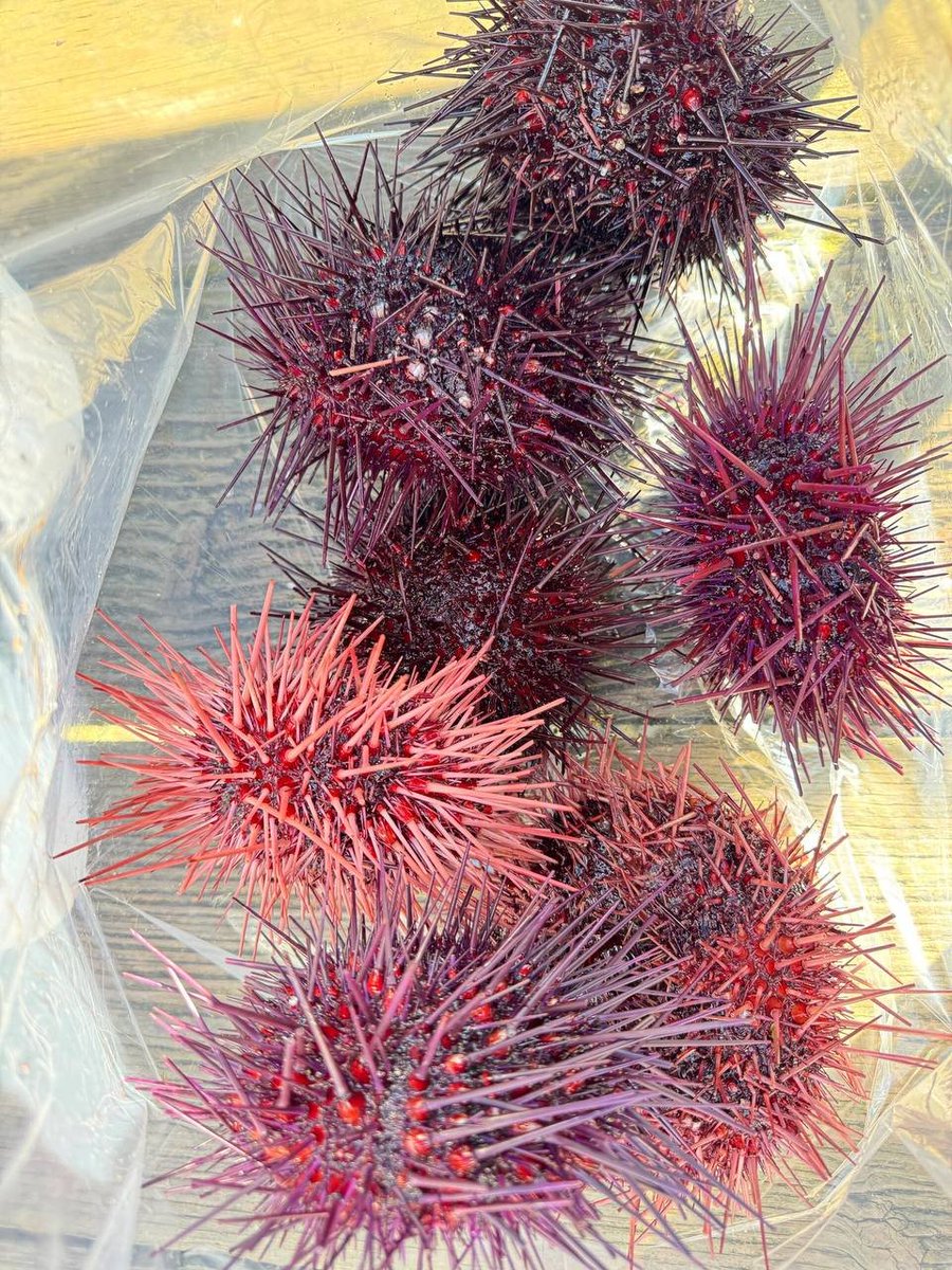 My neighbor’s harvest from the sea, but unfortunately I don’t like to eat it.