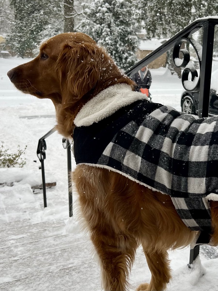 Love_my_Ravens's tweet image. ⁦@elonmusk⁩ Thank you for asking for #PositiveContent 😁😊 This is Taylor looking very stylish today in her winter coat  🐾💕