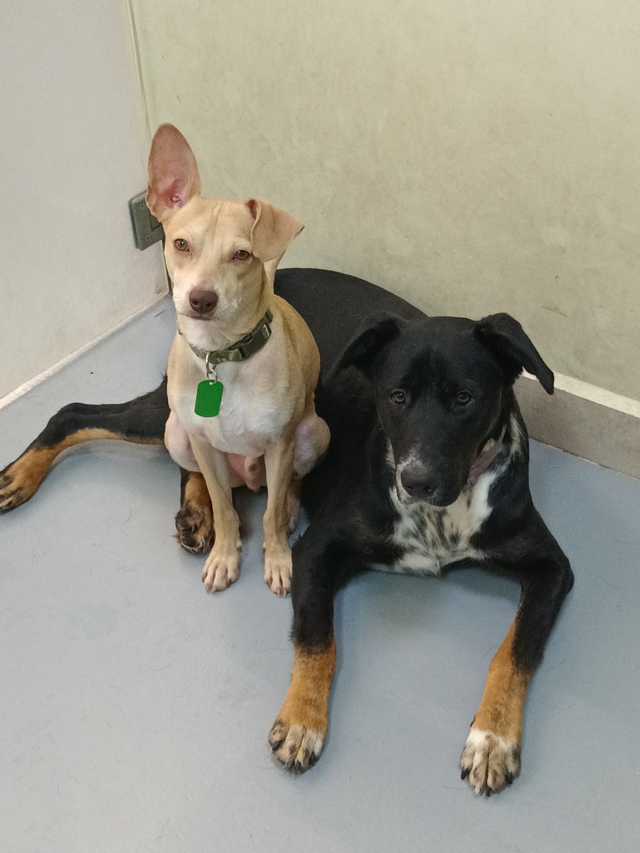 LaCamadaNitinMx's tweet photo. #FeluzLunes, ¿se acuerdan de nosotros? Somos #Manolin y #Shilinsky y estamos buscando una familiar súper especial que nos adopte a los dos.

Nosotros fuimos tirados desde un carro, poco le importó dejarnos bajo la lluvia ⛈️ y cerca de una avenida. https://t.co/xv4VHf0Jrj