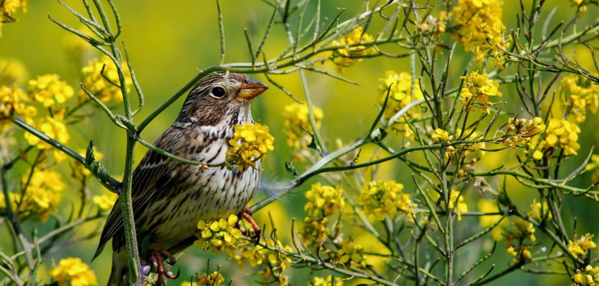 Gm gm 
🐦

#algofam $BERB