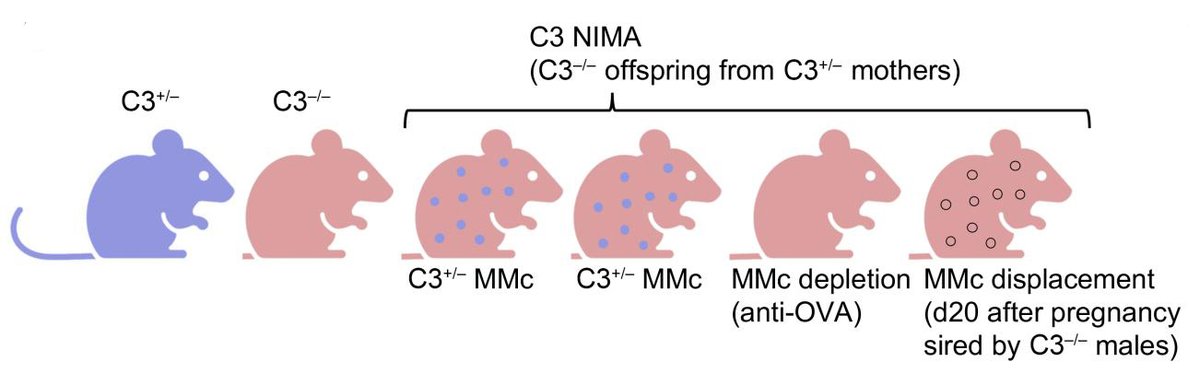 Journal of Clinical Investigation (@jclinicalinvest) on Twitter photo A mother’s work is never done!
Giang Pham, <a href="/babiesresearch/">Sing Sing Way</a> & team <a href="/CincyChildrens/">Cincinnati Children's</a> explore the function of mother cells that persist in murine offspring: jci.org/articles/view/… A mother’s work is never done!
Giang Pham, <a href="/babiesresearch/">Sing Sing Way</a> & team <a href="/CincyChildrens/">Cincinnati Children's</a> explore the function of mother cells that persist in murine offspring: jci.org/articles/view/…