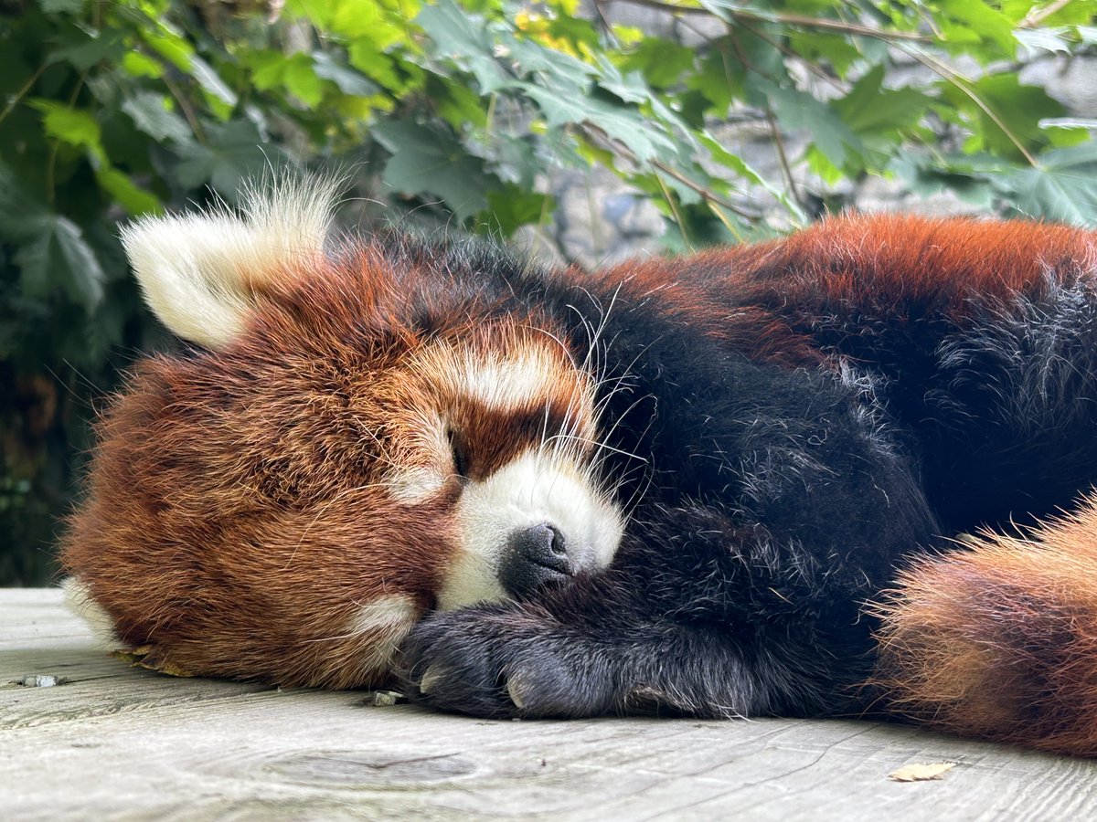 Oregon Zoo tweet media