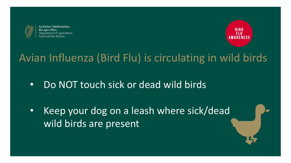 Highly Pathogenic Avian Influenza H5N1 has been confirmed in a wild buzzard in Dublin. Do not pick up or touch sick or dead birds. Keep pets away from them. Poultry keepers must be vigilant for signs of bird flu and ensure their premises are biosecure.

👉gov.ie/birdflu