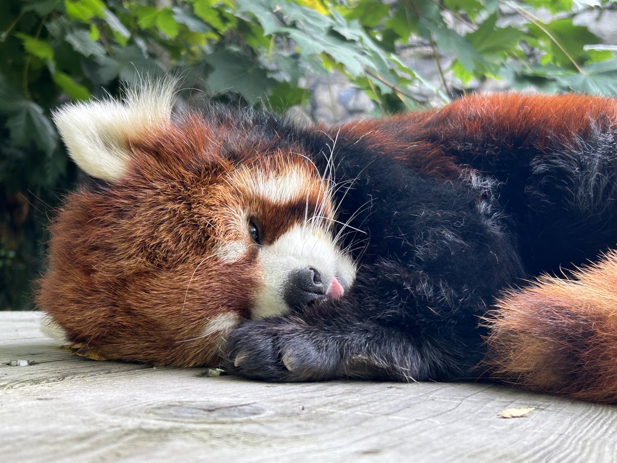 Oregon Zoo tweet media