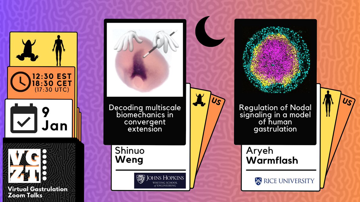 Virtual Gastrulation Zoom Talks (@vgzt2020_21) on Twitter photo Happy new year everyone! 🎉🎇 Join us for the first seminar (Western 🌙 session) of the year with
- <a href="/ShinuoWeng/">Shinuo Weng</a> (🐸 convergent extension) and
- <a href="/WarmflashLab/">Warmflash lab</a> (human gastrulation model)
⏰ Thursday, January 9th at 09:30 PDT / 12:30 EDT / 17:30 UTC / 18:30 CET 🗓️ Happy new year everyone! 🎉🎇 Join us for the first seminar (Western 🌙 session) of the year with
- <a href="/ShinuoWeng/">Shinuo Weng</a> (🐸 convergent extension) and
- <a href="/WarmflashLab/">Warmflash lab</a> (human gastrulation model)
⏰ Thursday, January 9th at 09:30 PDT / 12:30 EDT / 17:30 UTC / 18:30 CET 🗓️