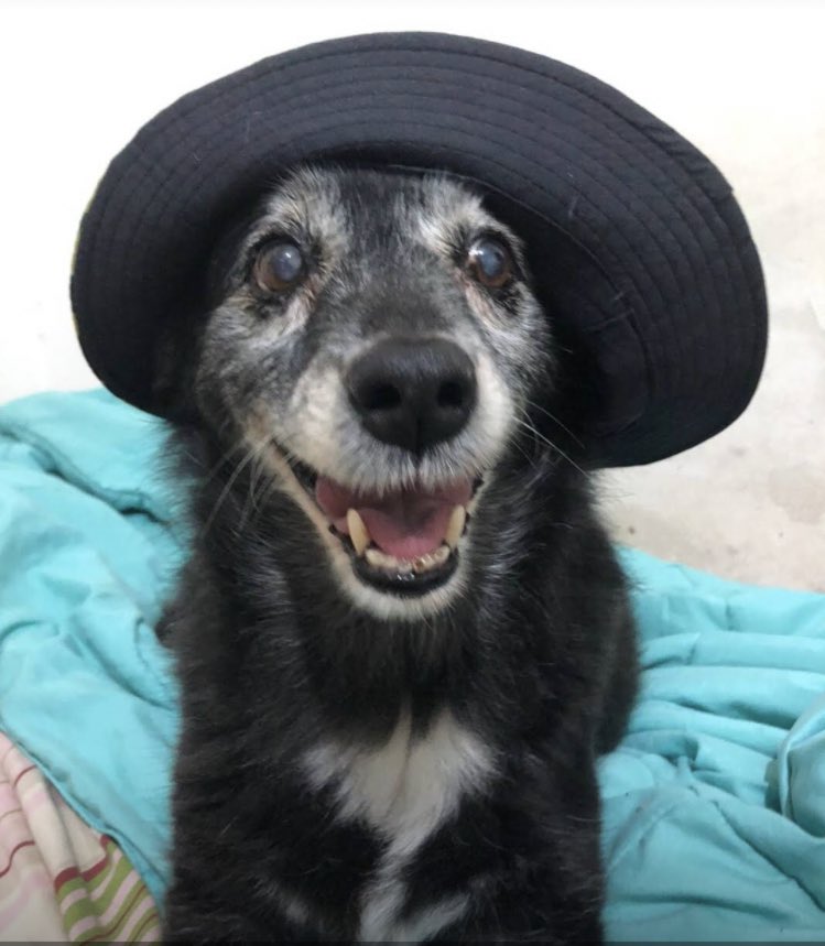 Saluden a Simona que cumple 16 años
Larga vida a la Reina