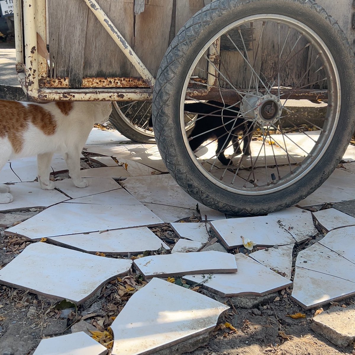 6 𝒥an 2025 𓂃. 𐙚

⠀ 𓈒  𓈒  กลับมาลงในรอบหลายวัน ิ ิ ช่วงนี้วุ่นวายทิ่สุ้ด รู้สึกหัวหมุนกับการเก็บกิจกรรมม้าก จิตุย 🥹🥹 ส่วนวันนี้ก้อนั่งเรียนฟิสิกส์ ( หลังจากดองมานาน ) แต่แอร์เมซอนแอบร้อนเกิ้นนนน ละก้อคะแนนกลางภาคภาพรวมดีทุ้กวิชา ยกเว้นไทย คนไทยแท้ต้องสอบตกไทยนะ  ♥️💭💭