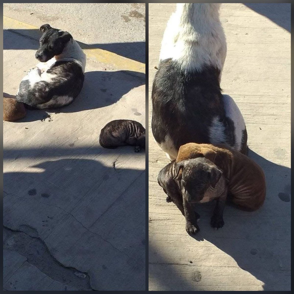 patripeyrou's tweet photo. Mama y bebés tirados! Los bbs lleno de sarna! Quien puede tomar el caso? Están en Catan!
Contacto 1166151696. https://t.co/3RIC8wQyme