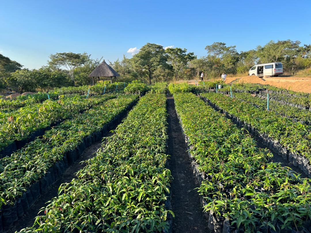 Diaspora Farming Initiative Zimbabwe 

Invest in a Mango Plantation.  

Prepay for your bulk quality, healthy, hardened &amp; disease free seedlings at a discounted rate of $3/grafted mango tree for the 2025/6 planting season. 

MOQ 400 trees (1/2 a Hectare) @$3ea

WA +263772819438
