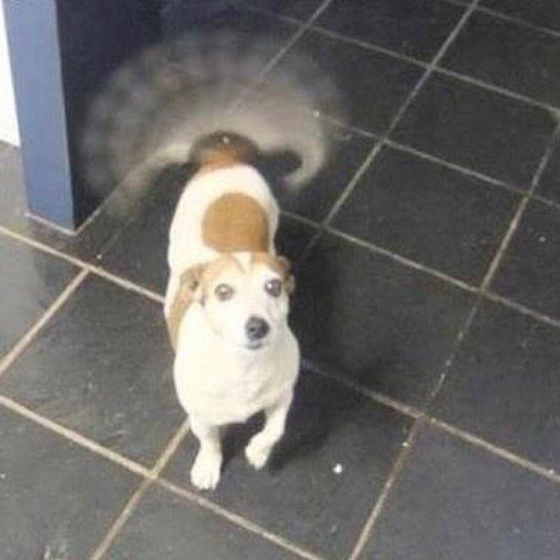 WeRateDogs tweet media