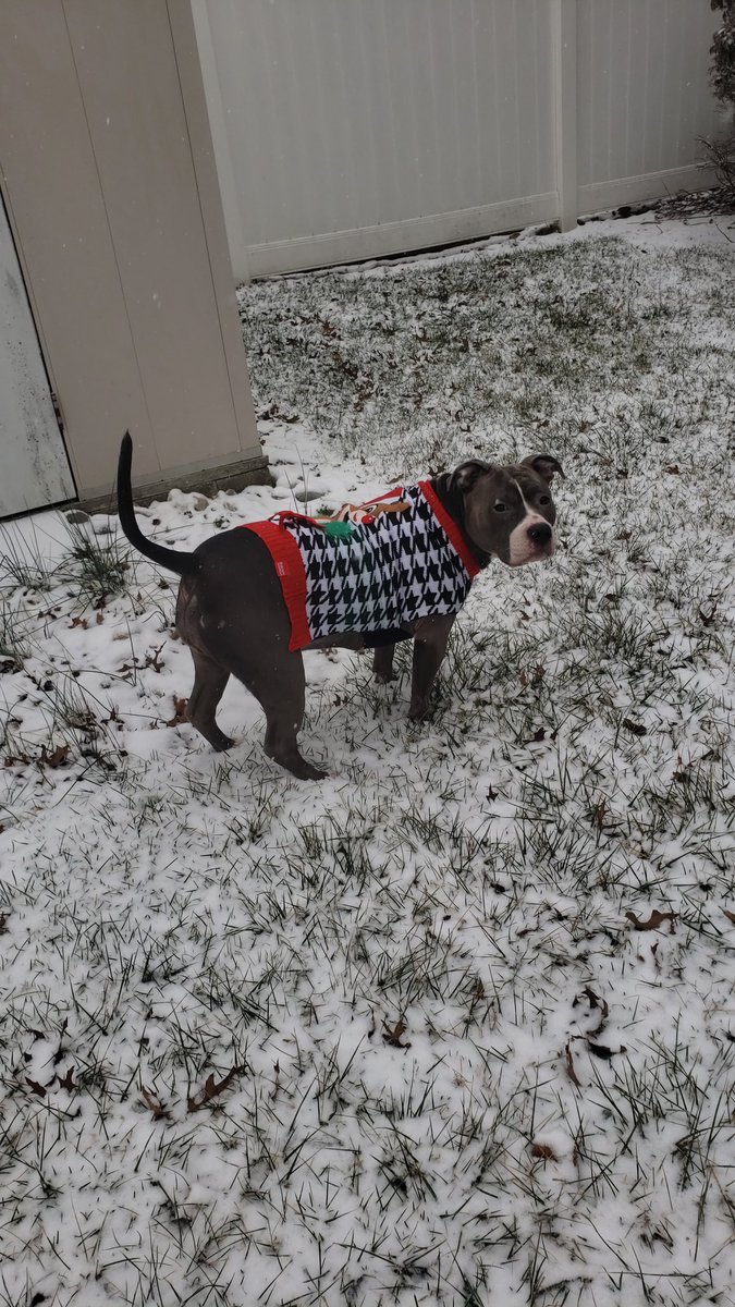 JeffCerzosie's tweet photo. @DaveCurren @News12NJ Here is Faye, from South River, New Jersey, once again sporting her Rudolph sweater this year lol 
#n12stormwatchers @ScottSincoff https://t.co/tHeDtt5BwD