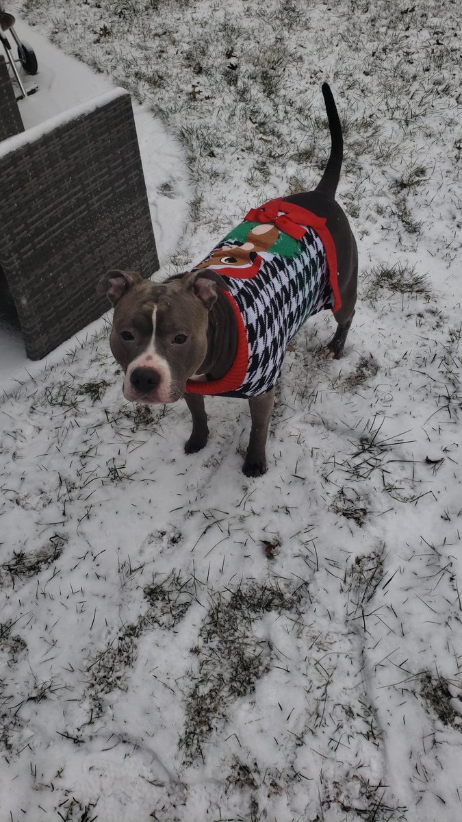 JeffCerzosie's tweet photo. @DaveCurren @News12NJ Here is Faye, from South River, New Jersey, once again sporting her Rudolph sweater this year lol 
#n12stormwatchers @ScottSincoff https://t.co/tHeDtt5BwD