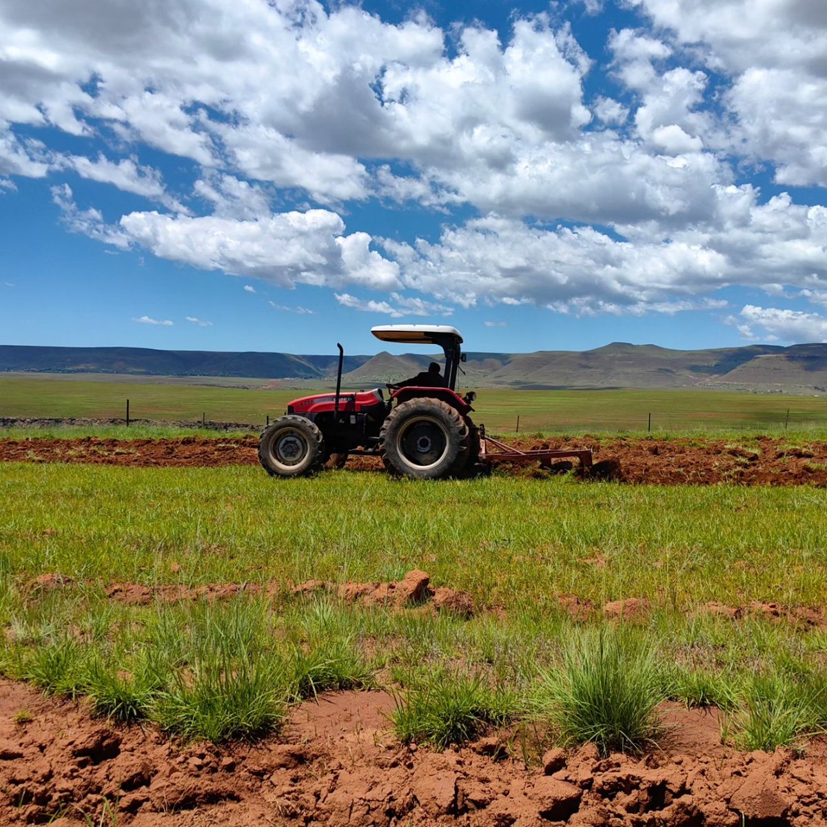 zikhonadlaza's tweet image. The beginning of many great things😍#Farmingforthefuture #smallscalefarming
