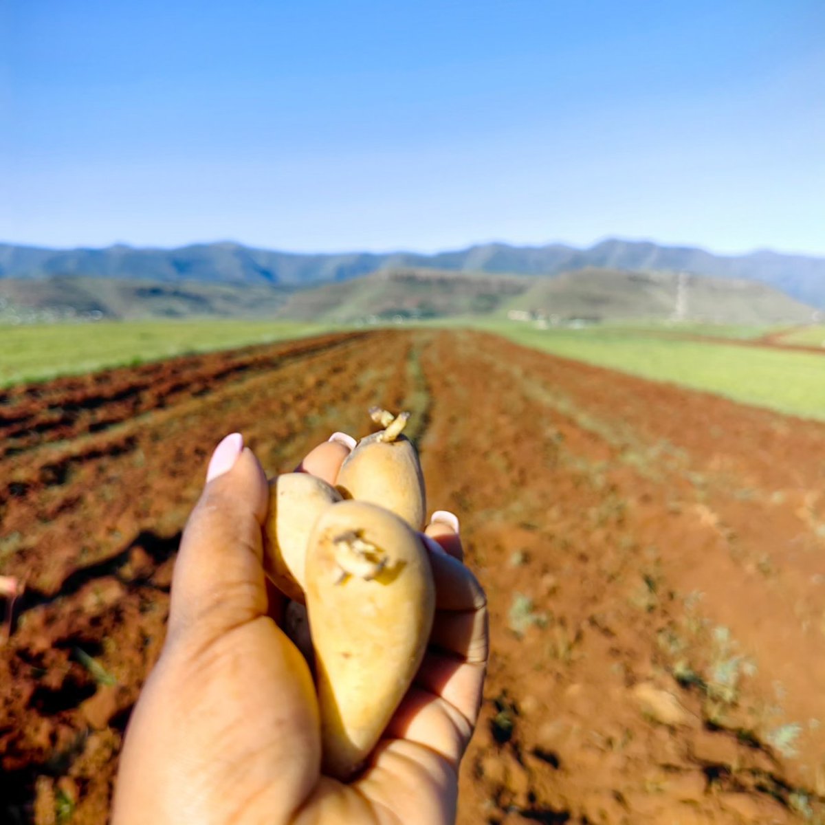 zikhonadlaza's tweet image. The beginning of many great things😍#Farmingforthefuture #smallscalefarming