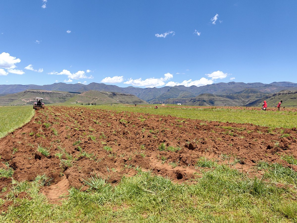 zikhonadlaza's tweet image. The beginning of many great things😍#Farmingforthefuture #smallscalefarming