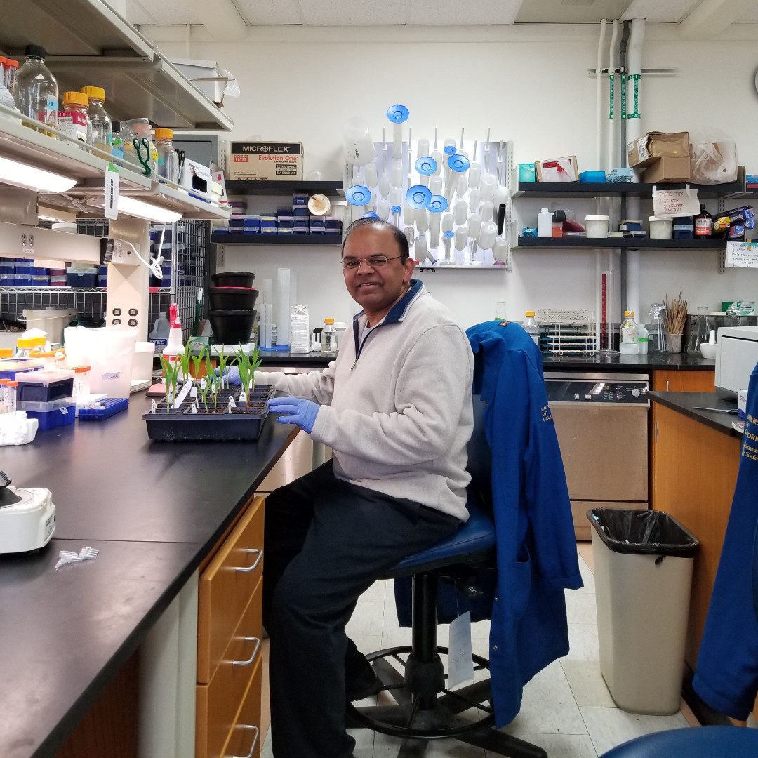 Newly elected #NASmember Savithramma Dinesh-Kumar of <a href="/ucdavis/">UC Davis</a> <a href="/genomecenter/">UC Davis Genome Center</a> investigates the molecular basis of host-microbe interactions, and his research findings have unveiled intricate mechanisms of plant immunity to viruses. Read more: ow.ly/Orlp50UAwLY
