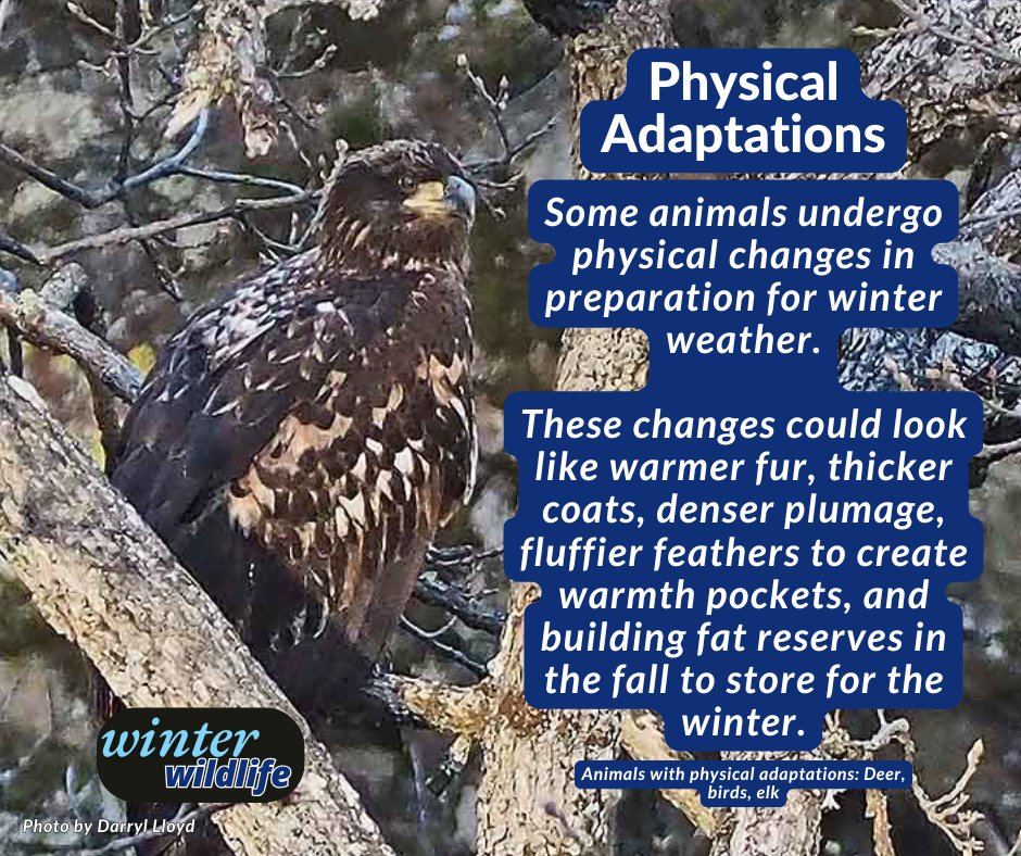 CRGNSA's tweet photo. Winter Wildlife ❄️
Animals change their behaviors to survive the winter in many different ways. The second strategy we're looking at in our Winter Wildlife mini-series is physical adaptations. https://t.co/VnKoIRb98j