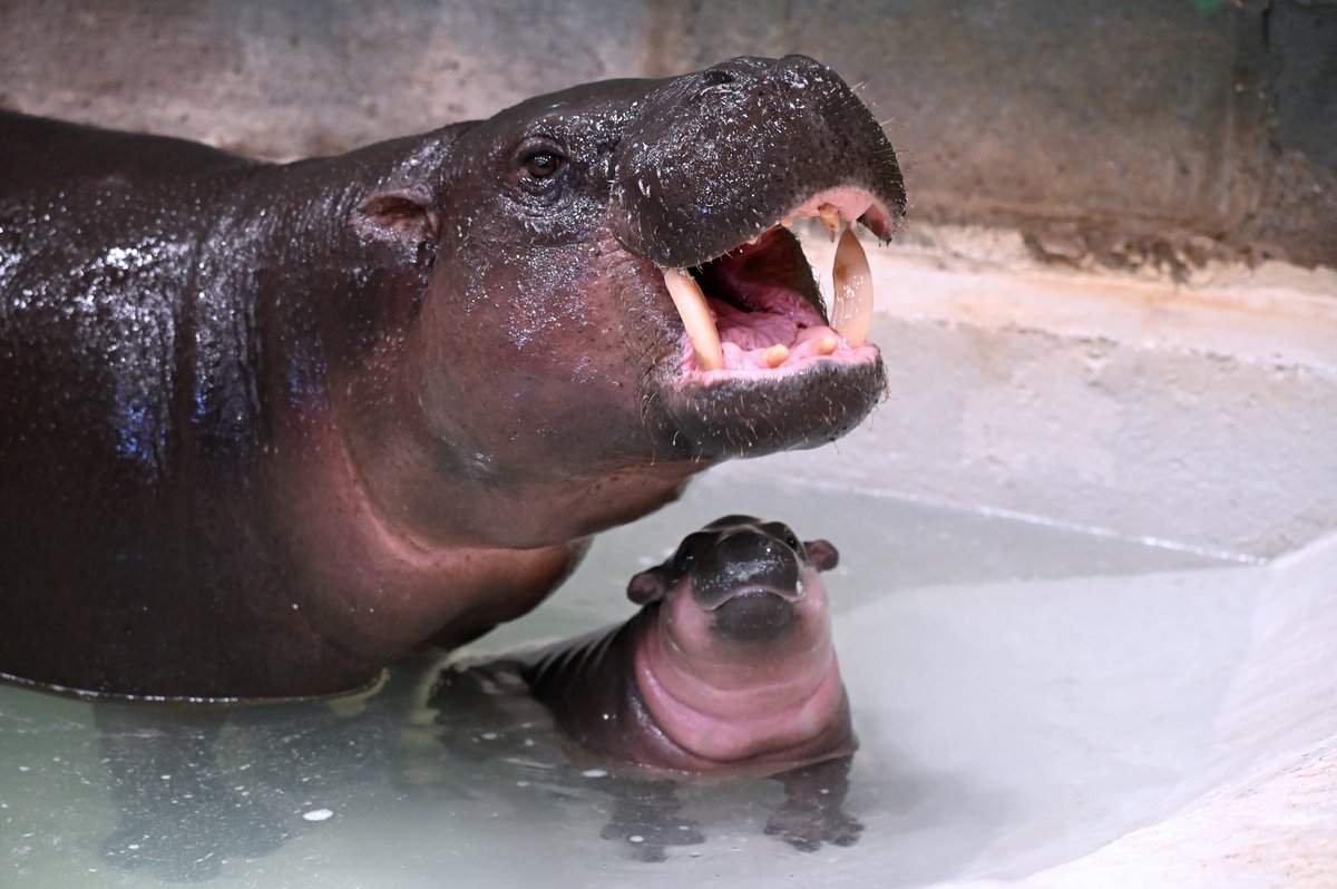 metrorhmdzoo's tweet image. Poppy carried all 50 states. Hammie Mae carried D.C. We haven’t seen a map like this since 1984. 🇺🇸❤️🤍💙
#metrorichmondzoo #rva #hippo #poppyhippo #poppypygmy #poppy