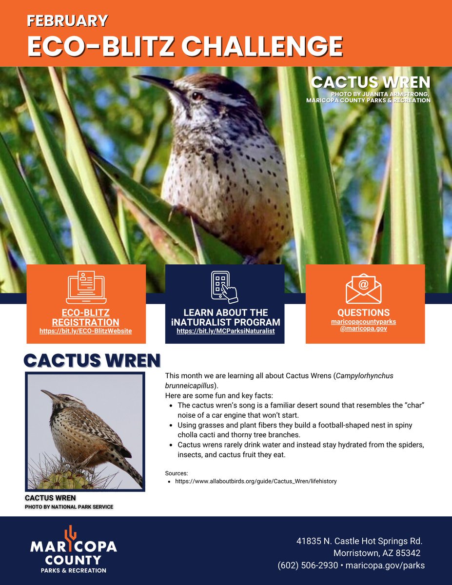 Learn about the Cactus Wrens (Campylorhynchus brunneicapillus) by joining our Eco-Blitz program. Here, you'll learn fun facts such as, they rarely drink water. Instead, they stay hydrated by eating spiders, insects, and cactus fruit.

Visit maricopacountyparks.net/about-us/eco-b… to learn more.