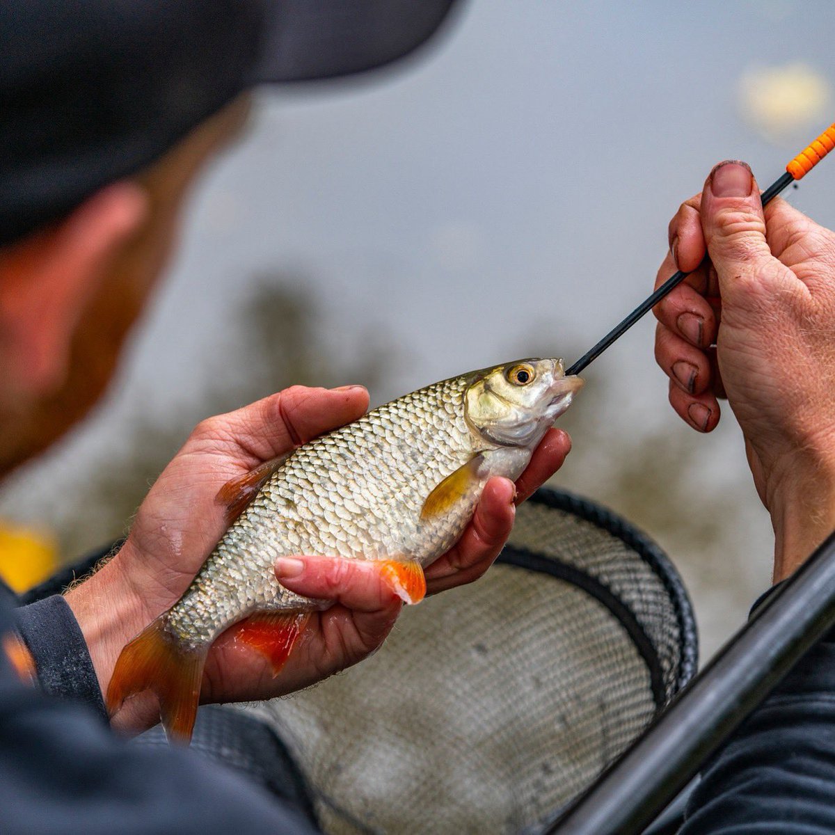 Who’s looking forward to some big Winter Roach this month? 💪🏻

#mainlinebaits #mainlinematch