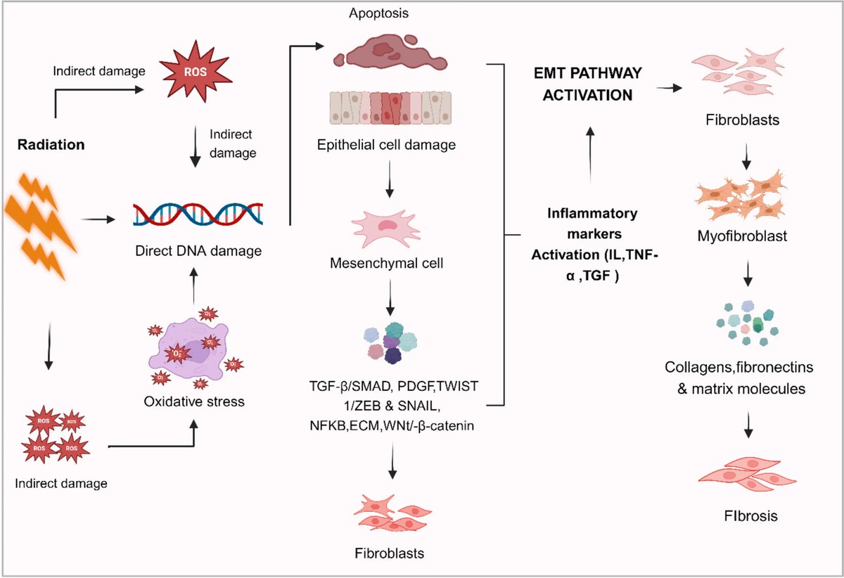 rdshrestha88's tweet photo. Our recent review titled "Radiation Therapy-Induced Normal Tissue Damage: Involvement of EMT Pathways and Role of FLASH-RT in Reducing Toxicities" has been published in Radiation and Environmental Biophysics. @nirinepal @chettinad_univ 
Check it out! https://t.co/07OGk0qkNd https://t.co/vUeFGfRXN6