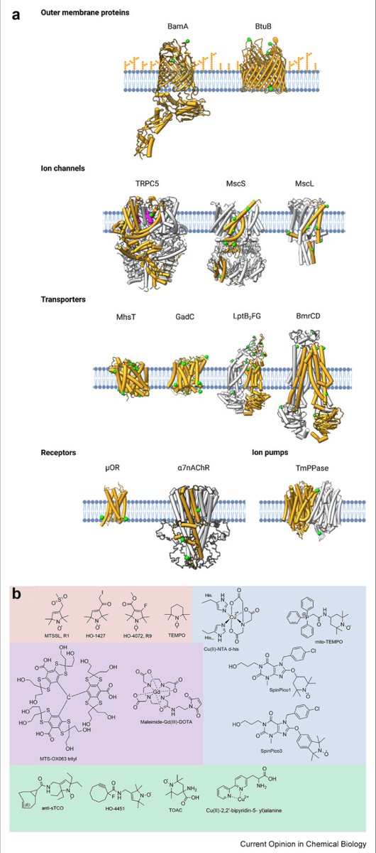Pliotas Group (@pliotasgroup) on Twitter photo We reviewed recent pulsed #EPR Spectroscopy (PELDOR/DEER/PDS) applications on integral membrane proteins, enabled through Spin Labelling. Great to see the field moving forward! <a href="/DrAnokhiShah/">Anokhi Shah</a> Josh Wort <a href="/mayue3691/">Yue (Mary) Ma</a> <a href="/MCF_UoM/">Division of Molecular and Cellular Function UoM</a> <a href="/FBMH_UoM/">UoM Biology, Medicine and Health</a> <a href="/UoMMIB/">Manchester Institute of Biotechnology</a>
sciencedirect.com/science/articl… We reviewed recent pulsed #EPR Spectroscopy (PELDOR/DEER/PDS) applications on integral membrane proteins, enabled through Spin Labelling. Great to see the field moving forward! <a href="/DrAnokhiShah/">Anokhi Shah</a> Josh Wort <a href="/mayue3691/">Yue (Mary) Ma</a> <a href="/MCF_UoM/">Division of Molecular and Cellular Function UoM</a> <a href="/FBMH_UoM/">UoM Biology, Medicine and Health</a> <a href="/UoMMIB/">Manchester Institute of Biotechnology</a>
sciencedirect.com/science/articl…