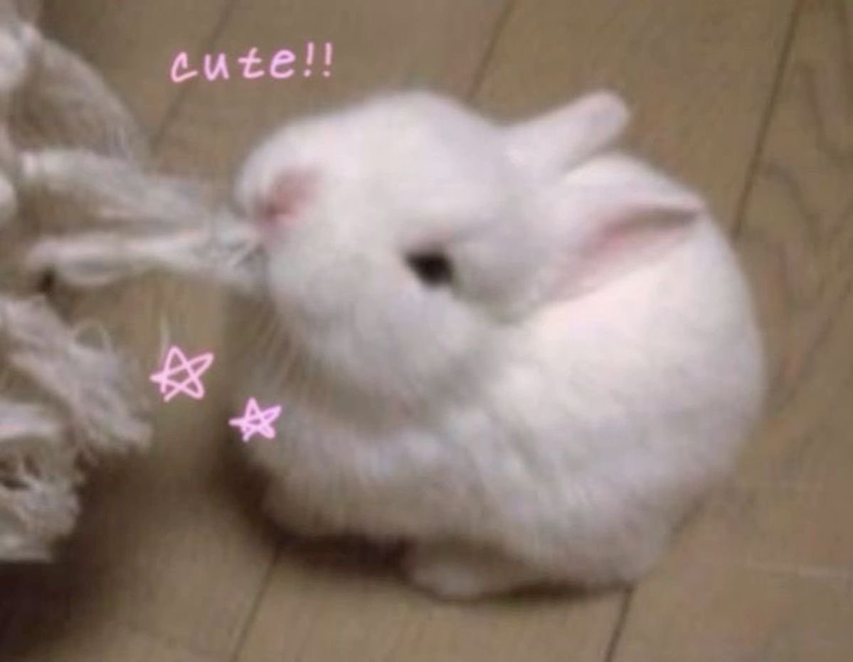 Bunnies (@bunnies) on Twitter photo 