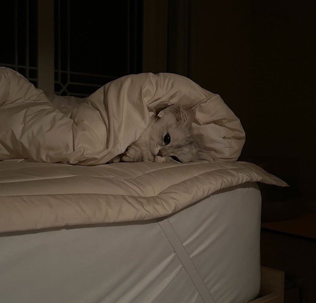 وانا كمان ياقطة والله