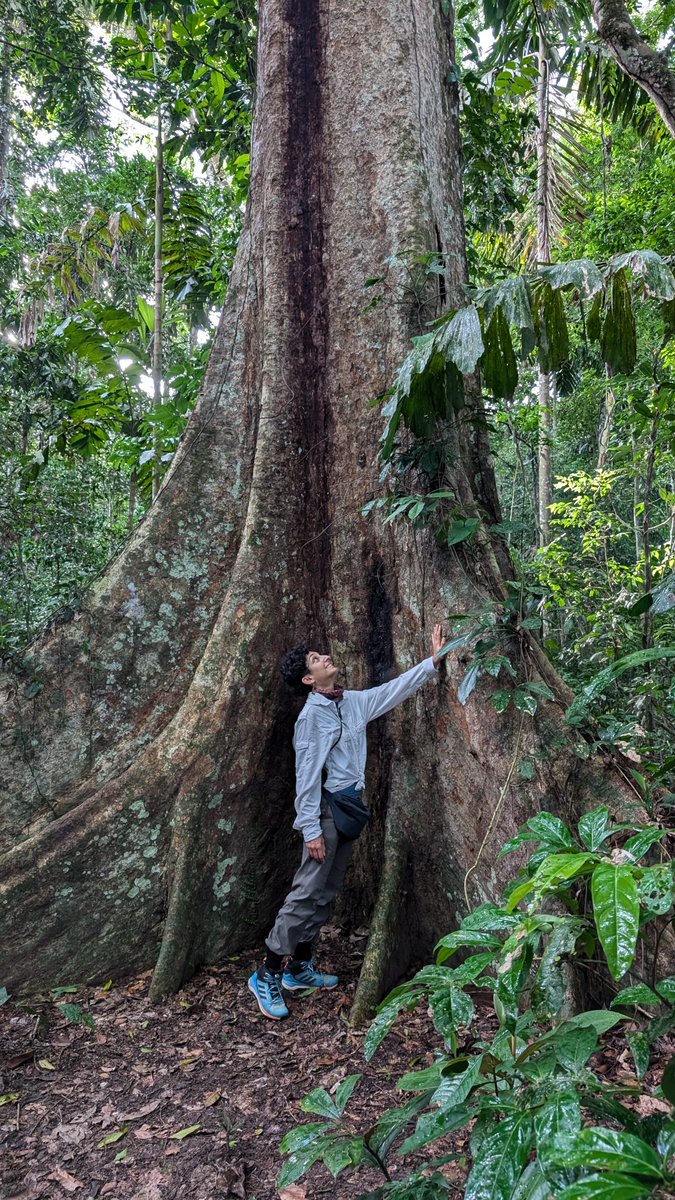 If you've ever wondered what it might be like to spend two nights in the middle of the Amazon rainforest - sleeping in an OPEN HUT - I have the answer: instagram.com/reel/DEfgg-jPP…

<a href="/peru/">peru</a> <a href="/marcaPERU/">Marca PERÚ 🇵🇪</a>