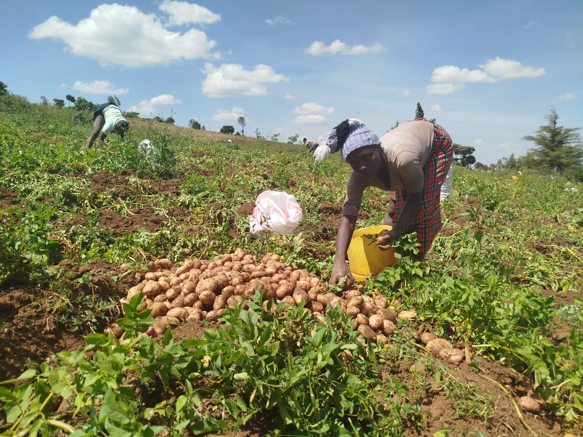 Ogiek Peoples' Dev. Program (OPDP) tweet media